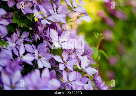 Blühende lila Clematis im Garten. Die Blumen blühen im Sommer. Schönheit in der Natur. Stockfoto