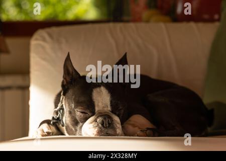 Wunderschöner schwarz-weißer boston Terrierhund, der auf dem weißen Sofa im Haus ruht Stockfoto