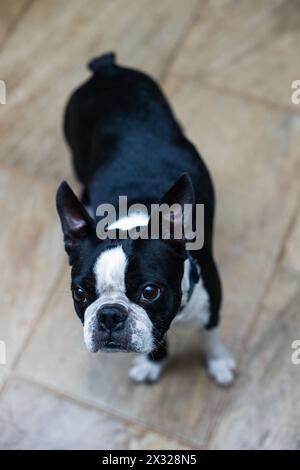 Wunderschöner schwarz-weißer boston Terrierhund mit einem sehr aufmerksamen Blick auf die Hinweise, die ihm gegeben wurden Stockfoto