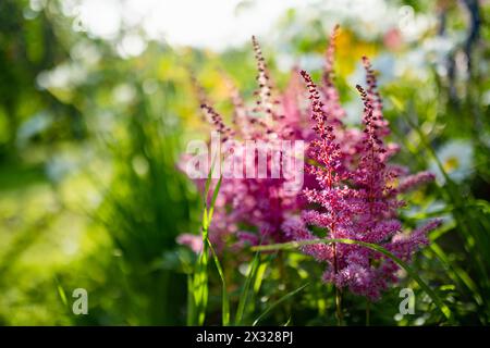 Wunderschöne rosa astilbe Blume im Garten. Schönheit in der Natur. Stockfoto