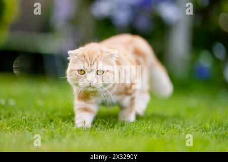 Junge verspielte rote Scottish Fold Katze, die sich im Garten entspannt. Wunderschöne gestreifte pfirsichfarbene Katze mit gelben Augen, die draußen im Garten oder im Rücken Spaß macht Stockfoto