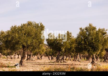 Olivenbaumfelder mit Oliven auf ihren Zweigen zum Verzehr und zur Erzeugung von Olivenöl Stockfoto