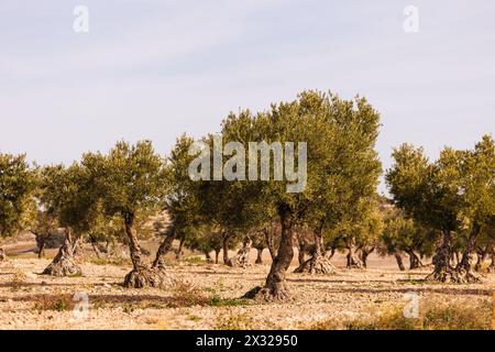 Olivenbaumfelder mit Oliven auf ihren Zweigen zum Verzehr und zur Erzeugung von Olivenöl Stockfoto