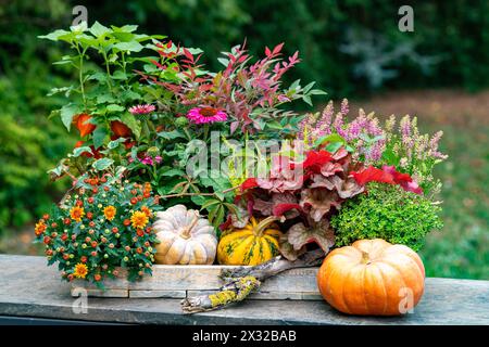 Botanik, herbstliche Abmachung mit Mama, VORSICHT! FÜR DIE VERWENDUNG VON GREETINGCARD/POSTKARTEN IN DEUTSCHSPRACHIGEN LÄNDERN GELTEN MÖGLICHERWEISE BESTIMMTE EINSCHRÄNKUNGEN Stockfoto