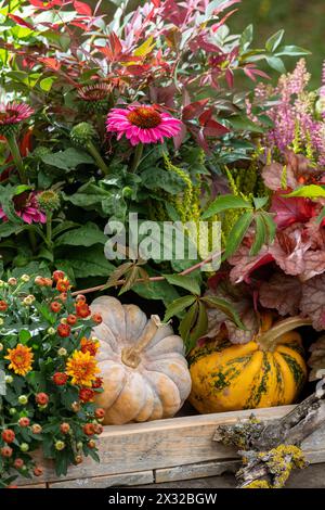 Botanik, herbstliche Abmachung mit Mama, VORSICHT! FÜR DIE VERWENDUNG VON GREETINGCARD/POSTKARTEN IN DEUTSCHSPRACHIGEN LÄNDERN GELTEN MÖGLICHERWEISE BESTIMMTE EINSCHRÄNKUNGEN Stockfoto