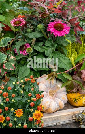 Botanik, herbstliche Anordnung, VORSICHT! FÜR DIE VERWENDUNG VON GREETINGCARD/POSTKARTEN IN DEUTSCHSPRACHIGEN LÄNDERN GELTEN MÖGLICHERWEISE BESTIMMTE EINSCHRÄNKUNGEN Stockfoto