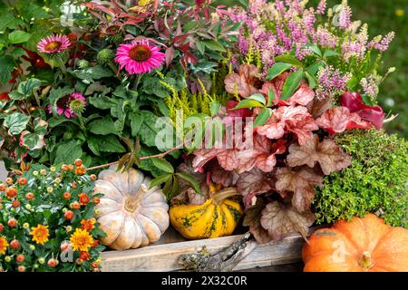 Botanik, herbstliche Abmachung mit Mama, VORSICHT! FÜR DIE VERWENDUNG VON GREETINGCARD/POSTKARTEN IN DEUTSCHSPRACHIGEN LÄNDERN GELTEN MÖGLICHERWEISE BESTIMMTE EINSCHRÄNKUNGEN Stockfoto