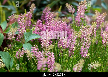 Botanik, Heidekraut (Erica hiemalis), Blüte, VORSICHT! FÜR DIE VERWENDUNG VON GREETINGCARD/POSTKARTEN IN DEUTSCHSPRACHIGEN LÄNDERN GELTEN MÖGLICHERWEISE BESTIMMTE EINSCHRÄNKUNGEN Stockfoto