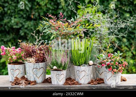 Botanik, Herbstpflanzen in Keramiktoepfen, VORSICHT! FÜR DIE VERWENDUNG VON GREETINGCARD/POSTKARTEN IN DEUTSCHSPRACHIGEN LÄNDERN GELTEN MÖGLICHERWEISE BESTIMMTE EINSCHRÄNKUNGEN Stockfoto