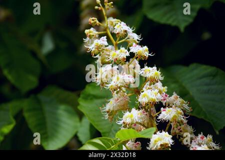 Blüten eines Rosskastanienbaums vor dunkelgrünem Laub Stockfoto