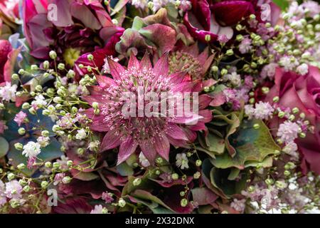 Botanik, runder herbstlicher Blumenstrauß, VORSICHT! FÜR DIE VERWENDUNG VON GREETINGCARD/POSTKARTEN IN DEUTSCHSPRACHIGEN LÄNDERN GELTEN MÖGLICHERWEISE BESTIMMTE EINSCHRÄNKUNGEN Stockfoto