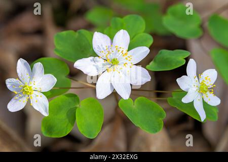 Drei Blüten einer Rue Anemone, die auf einem Waldboden blüht, der mit Blättern gefüllt ist. Stockfoto