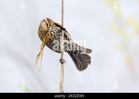 Eine rotgeflügelte Amsel, die auf einem einzigen Rohr thront, mit einem Grashalm im Schnabel. Stockfoto