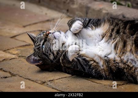 Ein Tabby und eine weiße Katze, die mit den Pfoten hoch auf dem Boden liegt Stockfoto