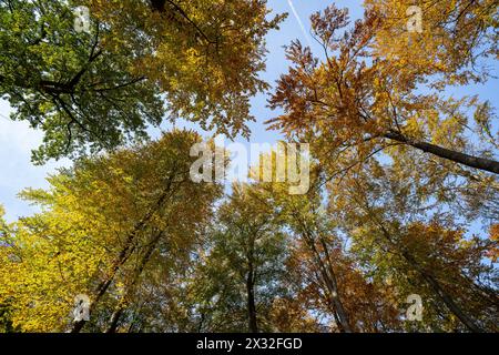 Botanik, herbstliche Flecken Laubwald, VORSICHT! FÜR DIE VERWENDUNG VON GREETINGCARD/POSTKARTEN IN DEUTSCHSPRACHIGEN LÄNDERN GELTEN MÖGLICHERWEISE BESTIMMTE EINSCHRÄNKUNGEN Stockfoto