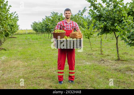 Ein glücklicher Landwirt zeigt gute Ernte roher Haselnüsse und hält eine volle Plastikkiste in den Händen im Garten. Haselbaumreihen. Agronomist, der reife Nüsse anbaut Stockfoto