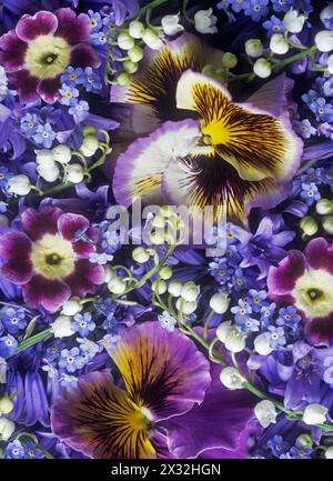 Botanik, Stiefmütterchen, Primula auricula, Bluebell, Konvallaria, MYOSOTIS, ADDITIONAL-RIGHTS-CLEARANCE-INFO-NOT-AVAILABLE Stockfoto