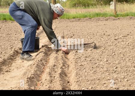 Das Foto zeigt den Moment des Pflanzens von Zwiebeln in den Boden im Garten. Ein Mann pflanzt eine Zwiebel mit seinen Händen. Stockfoto