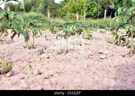 Das Bild zeigt eine Plantage mit Tomatensträuchern. Pflanzen Sie Tomatensträucher als Setzlinge in den Boden. Stockfoto