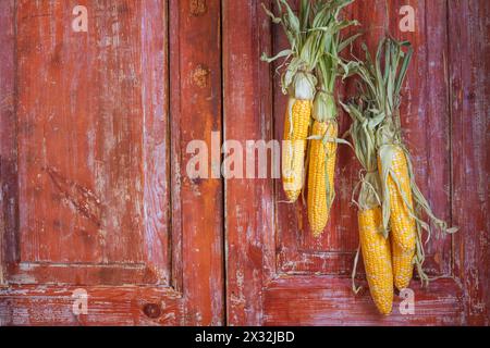 Herbststill-Leben mit hängenden Ähren aus Mais in einem ländlichen Haus auf dem Hintergrund alter Holztüren mit Platz für Text Stockfoto