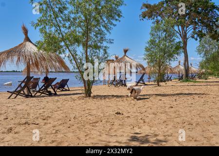 Pudel: Hunde laufen, spielen an einem sonnigen Tag am Strand mit Strohschirmen und hölzernen Liegestühlen. Stockfoto