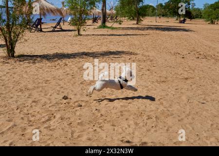 Weißer Pudelhund, der an einem sonnigen Tag in der Luft im Sand am Strand läuft. Urlaub mit Haustieren Stockfoto