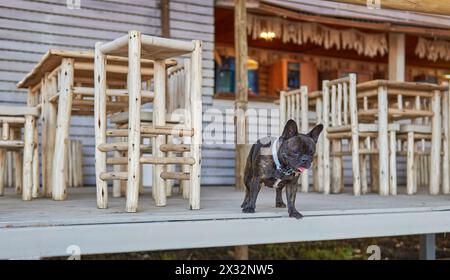 französischer Bulldog mit hellblauem Kragen, der auf die Terrasse einer rustikalen Strandbar aus Holz blickt. Sommer Stockfoto