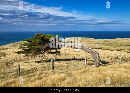 Otago Peninsula, Dunedin, Neuseeland - ein einsamer Baum auf den Klippen mit Blick auf den Pazifik. Sie wird von den starken Küstenwinden verdreht und gebeugt Stockfoto