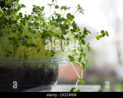 Brokkoli schießen Mikrogrün, das als Salatpflanze wächst, oder garnieren Sie es auf einer Küchenfensterbank – ein Superfood voller Nährstoffe und Antioxidantien Stockfoto