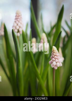 Muscari „Ivor's Pink“ blüht; eine seltene rosa Traubenhyazinthe zeigt grünes Laub und einen verschwommenen Hintergrund im sanften Frühjahrslicht Stockfoto