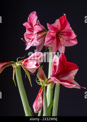 Hippeastrum oder amaryllis „Gervase“ Blüten aus nächster Nähe und isoliert vor dunklem Hintergrund - ein dramatischer Blumenaufsatz für Winterinterieurs Stockfoto