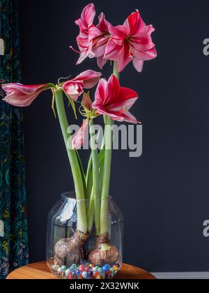 Amaryllis / Hippeastrum Gervase blühende Innenzwiebeln; rote und rosafarbene Blüten wachsen in einer Glasvase aus Marmor vor einem dunkelgrauen Hintergrund Stockfoto