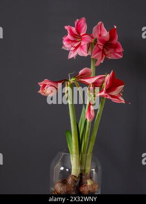 Amaryllis oder Hippeastrum „Gervase“, eine rosa-rote Winterblühbirne in einer Glasvase vor einem dunkelgrauen, glatten Hintergrund mit Kopierraum Stockfoto