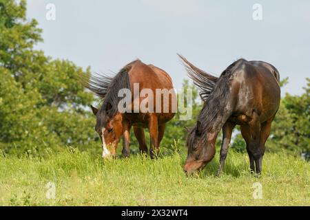 Zwei arabische Pferde, die auf einer üppigen Frühlingsweide weiden, eine alte rote Bucht und eine jüngere, glänzende dunkle Bucht Stockfoto