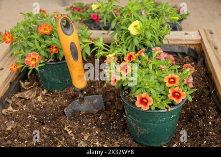 Nahaufnahme von Blumen in Töpfen, bereit für die Umpflanzung in eine hölzerne Pflanzbox Stockfoto