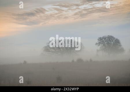 Starker Nebel über einer ländlichen Landschaft mit Feldern und Bäumen an einem frühen Wintermorgen mit Sonnenaufgang färbt die Wolken darüber Stockfoto