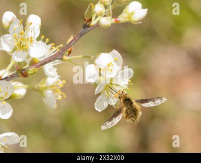 Große Bienenfliege, Bombylius Major, schweben während sie im Frühjahr Nektar von einer wilden Pflaumenblüte erhalten Stockfoto