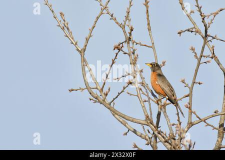 Amerikanischer Rotkehlchen, der im Frühjahr in einer Eiche thront, mit trübem blauen Himmel Hintergrund Stockfoto