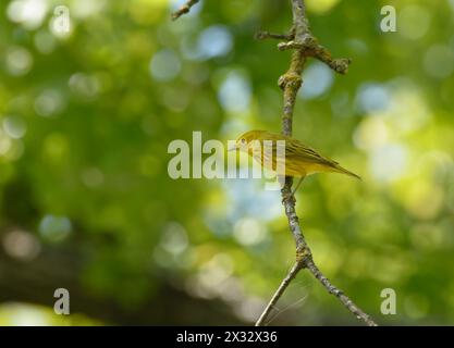Männlicher gelber Warbler, der im Frühjahr auf einem moosigen Zweig sitzt Stockfoto