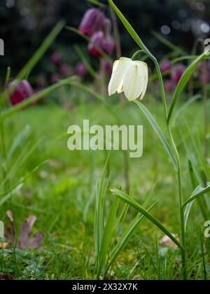 Eine weiße Schlangenkopf-Fritillarblume, die in einer Graswiese eingebürgert wurde, neben anderen kontrastierenden Fritillarien (Fritillaria meleagris 'Alba') aus nächster Nähe Stockfoto