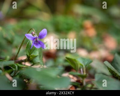 Einzelne süße Violettblume (Viola odorata) nahe auf einem Waldboden vor einem verschwommenen Hintergrund aus Blättern Stockfoto