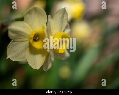 Kleine „Minnow“ Narzissen- oder Narzissen-Blüten aus Frühlingszwiebeln schließen sich mit verschwommenem Hintergrund und Platz für Kopien an Stockfoto