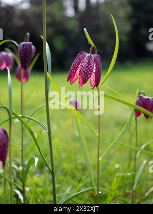 Nahaufnahme einer hinterleuchteten violetten Fritillaria meleagris (Schlangenkopf-Fritillary) Blume auf einem hohen, in Gras eingebürzten Stiel mit ihrem Schachbrettmuster Stockfoto