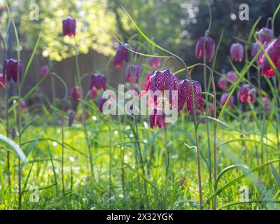Lila Fritillaria meleagris mit Schachbrettmuster, eingebürgert in Rasen- oder Wiesengras, glühend in der Morgensonne Stockfoto