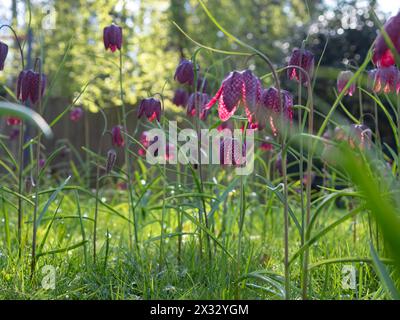 Eine Nahaufnahme auf Augenhöhe von violetten Fritillaria meleagris (Schlangenkopf-Fritillary) Blüten, die in der Frühlingssonne in Rasen oder Wiesengras eingebürgert wurden Stockfoto