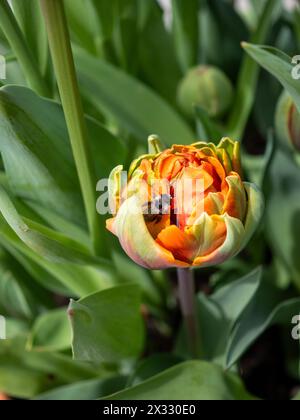 Biene auf einer doppelten Tulpenblüte „Orange Princess“ im Frühjahr zeigt, wie wichtig es ist, Zwiebeln für Bestäuber zu Pflanzen, die aus dem Winterschlaf aufwachen Stockfoto