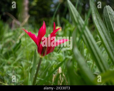 Viridiflora Tulpe „Green Love“ wächst im Frühjahr auf einer grasbewachsenen Wiese und zeigt die roten rosa zweifarbigen Blütenblätter vor grünem Hintergrund Stockfoto