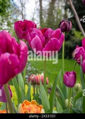 Tulipa 'Royal Acres' Close Up - eine tiefmagentarote Tulpenblüte mit doppelter Pfingstrose in einem britischen Garten im Frühjahr Stockfoto