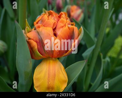 Tulpe „Orange Princess“ aus nächster Nähe zeigt die Vielfalt der Farben in den Blütenblättern der doppelten becherförmigen Blüte Stockfoto