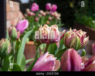 Doppel-Tulpe 'Wyndham' und Tulpe 'Holland Beauty' in Terrakottatöpfen, kostenlose Sorten in gereiften, Vintage-Tönen in Rosa, Elfenbein und Burgunderrot Stockfoto